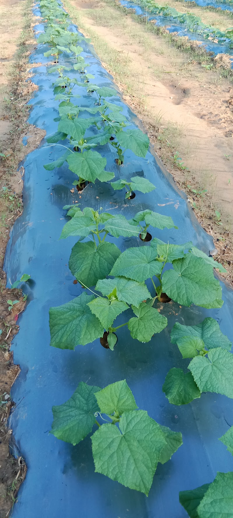 Chamunda Agro Pvt. - Agricultural Seed Store in Delhi