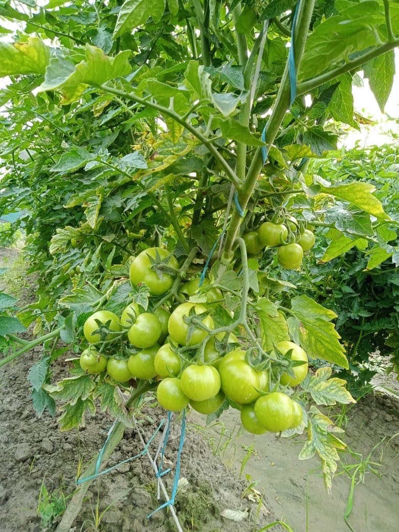 Iris Hybrid Seeds - Agricultural Seed Store in Delhi