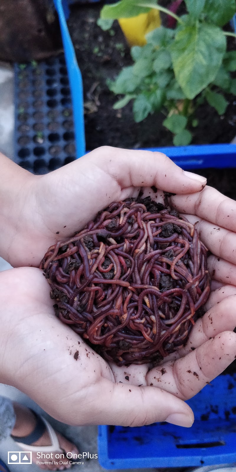 Kitchen Garden Seeds - Agricultural Seed Store in Delhi