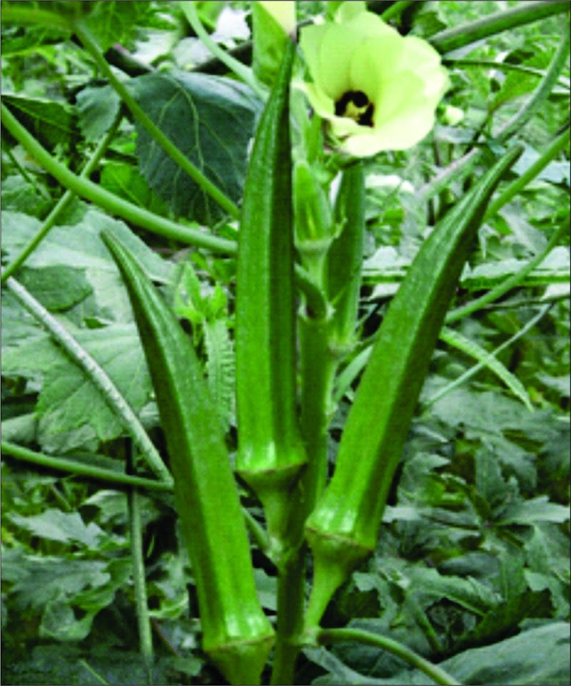 Unique Hybrid Seeds - Agricultural Seed Store in Delhi