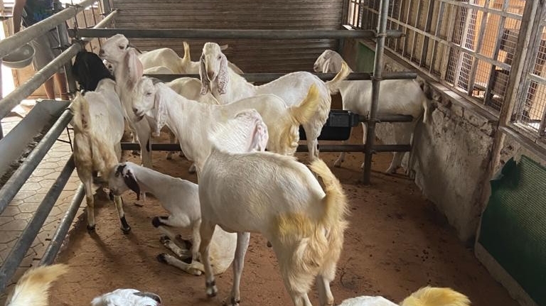 Usman Goat Farm - Agricultural Seed Store in All Cities